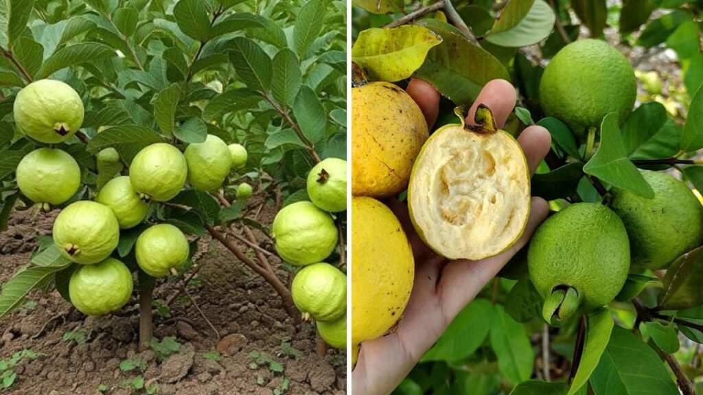 Just Watched: Did You Ever See an Orange Guava Like This? The Sweet, Juicy, and Exotic Fruit Everyone’s Talking About