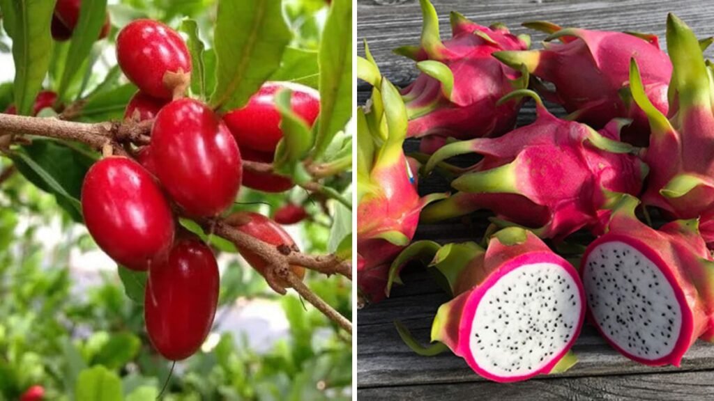Can You Guess This Exotic Red Fruit? Discover Its Sweet Secrets and How to Grow It!