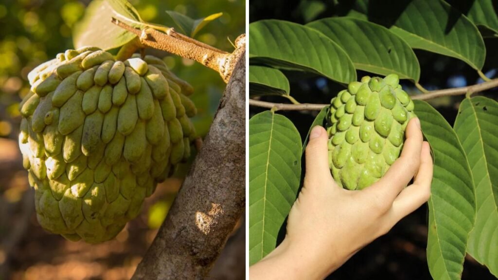 Have You Ever Seen a Yellow Atemoya? Discover This Rare, Sweet Tropical Fruit and How to Grow It!