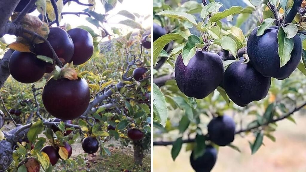 Did You Ever See This Black Rose Apple? Discover the Rare Tropical Fruit Everyone’s Talking About