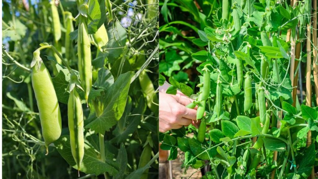 Grow Pea Plants at Home in Just 5 Days: A Complete Guide for Fresh, Nutritious Harvests!