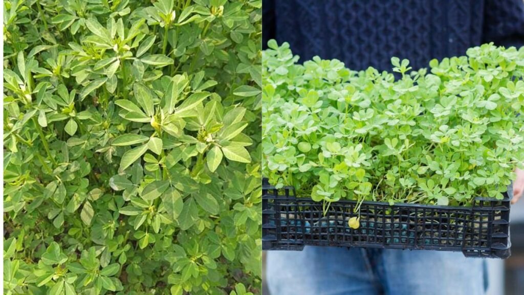 Grow Fenugreek (Methi) at Home Easily in Just 5 Days: Your Complete Guide for Fresh, Nutritious Leaves!