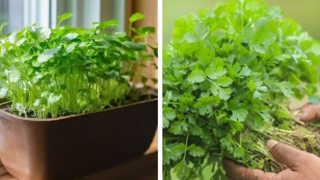 Grow Fresh Coriander (Cilantro) at Home in Just 15 Days: Complete Step-by-Step Guide!