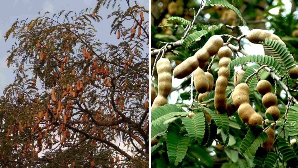 Which Country Is the Largest Tamarind Producer in the World and Why It Dominates Globally