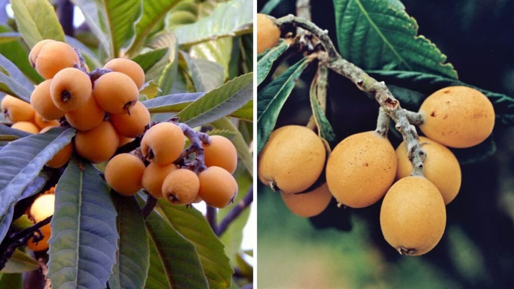 Growing Loquats – The Best Fruit You’ve Never Heard Of (Easy Guide for Home Gardeners)