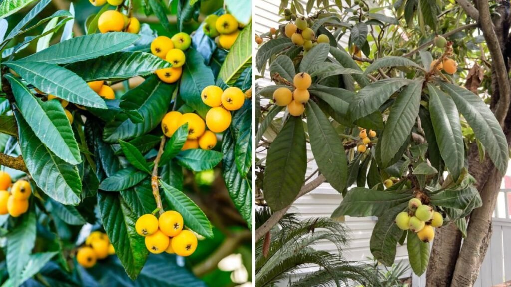 How to Grow Loquat Trees and Get a TON of Fruit – Complete Home Gardener’s Guide