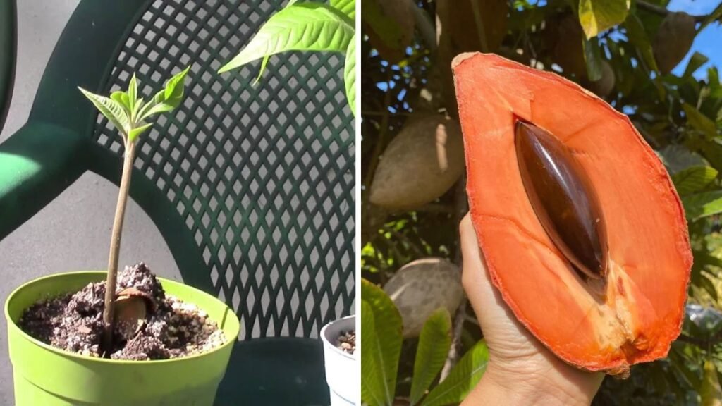 Growing Mamey Sapote from Seed – Complete Growth Journey from 0 to 77 Days