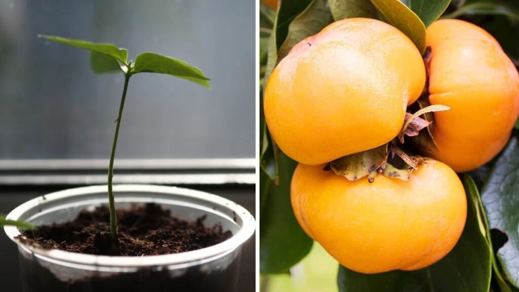 Grow Persimmon Tree from Seed – Step-by-Step Guide