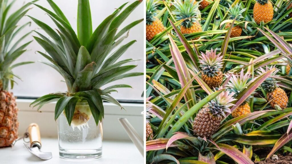 How to Grow Pineapples Using a Store-Bought Pineapple – Simple Home Gardening Guide