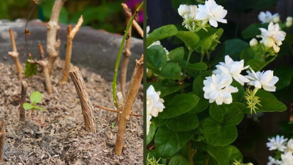 Mogra from Leaf Propagation: Complete Guide to Grow Arabian Jasmine Naturally at Home
