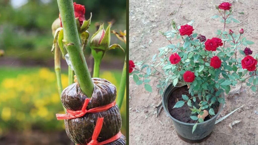 Rose Plant Bud Grafting Explained: Complete Rose Grafting Guide for Strong Plants and More Blooms