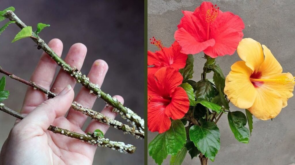 Hibiscus Side Grafting Technique | Easy Method for Bigger and Faster Blooms