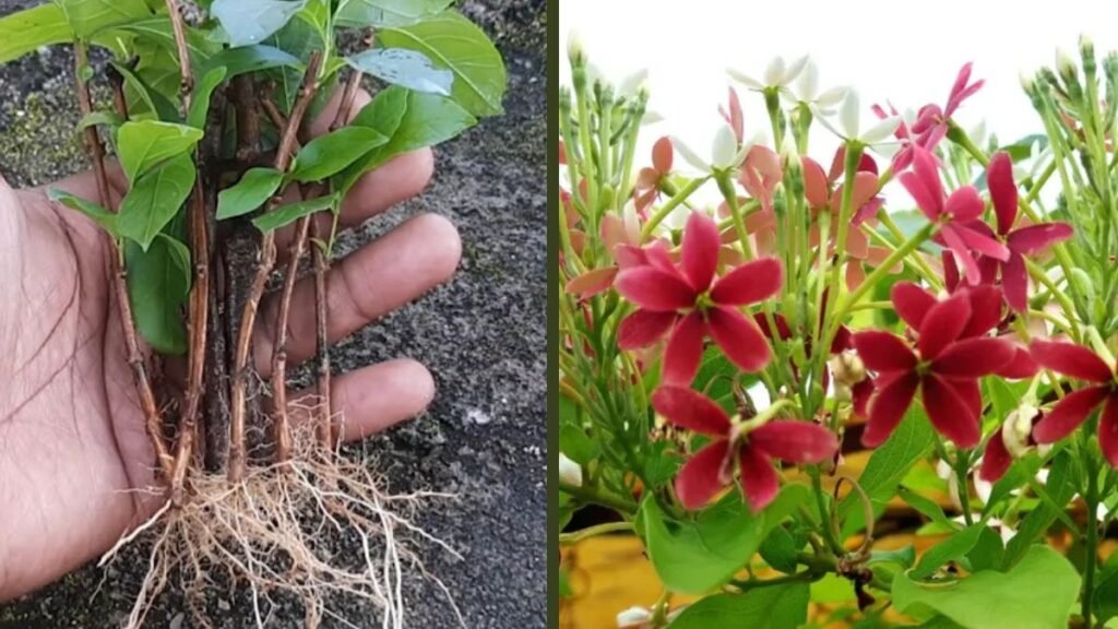 How to Grow Rangoon Creeper from Cutting | Easy Propagation for Fast Flowering