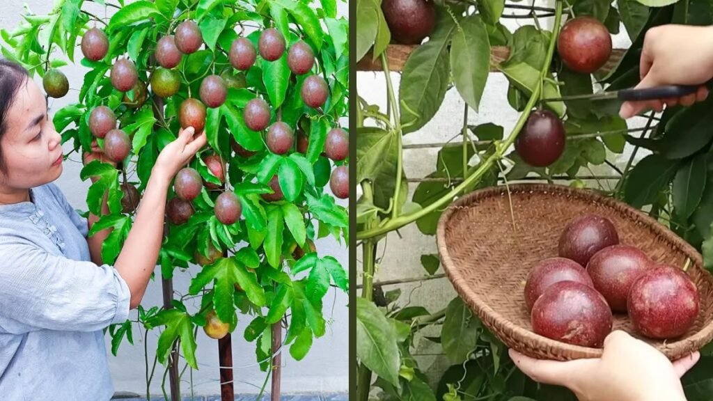 Easy Passion Fruit Growth in a Paint Bucket: Efficient Tips for High Yield at Home