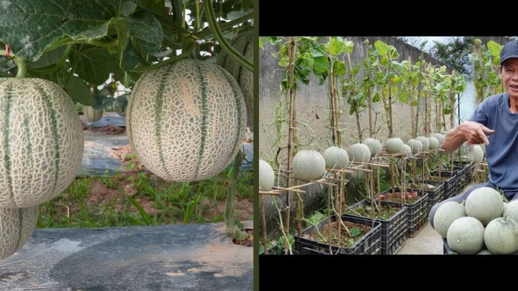 Secrets to Harvesting More Melons with New Planting Methods | High-Yield Melon Gardening Guide