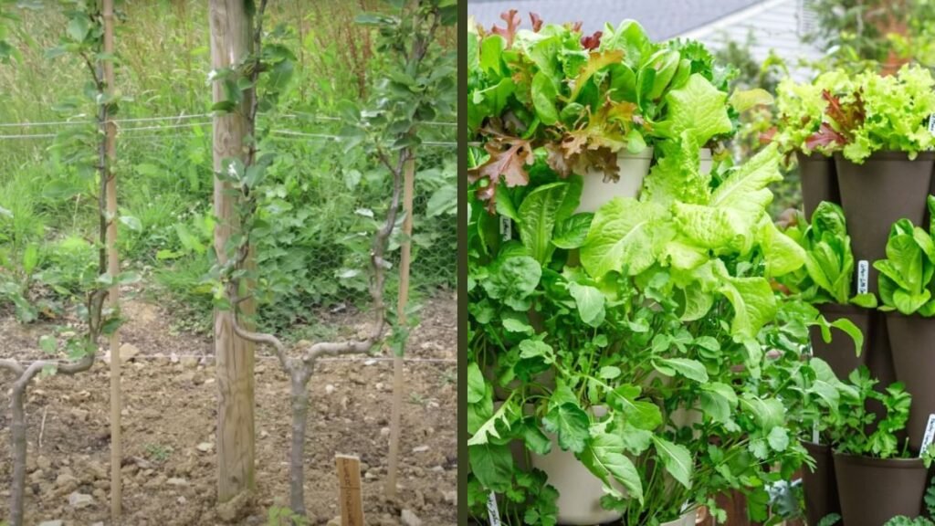 Tips for Growing Summer Vegetables Vertically at Home | Save Space and Increase Yield