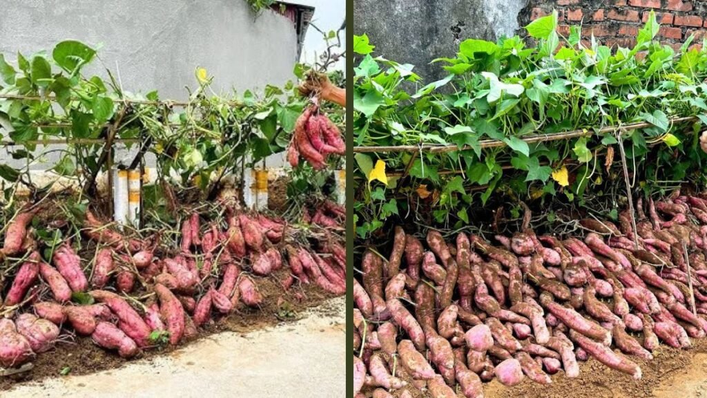 Growing Sweet Potatoes Vertically Is Crazy Productive: A Smart Space-Saving Gardening Method