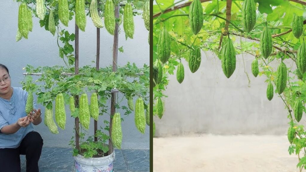 The Method of Growing Bitter Melon Is an Absolute Space Saver: High Yields in Small Gardens