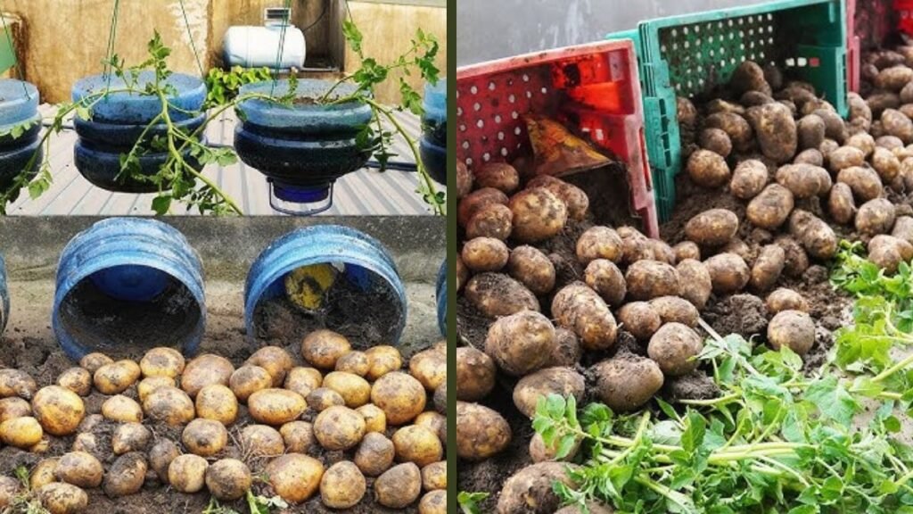 Tips Growing Potatoes In A Plastic Container | How To Maximize Tuber Yield Easily