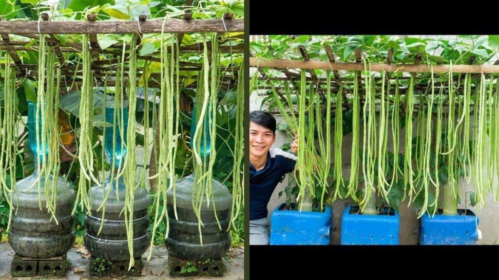 Amazing Ideas: Growing Long Beans from Plastic Bottles Is Easy and Highly Productive