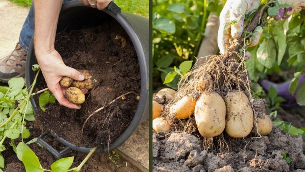 Technique for Growing Potatoes with High Yield | The Perfect Combination of Soil, Water, and Care