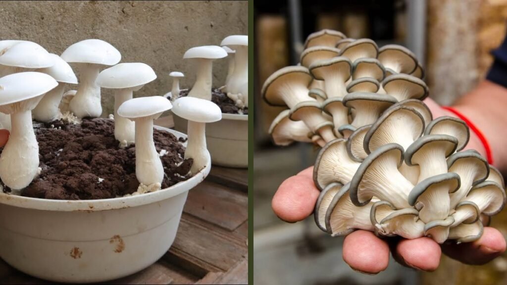 Great Technique for Growing Mushrooms at Home | The Complete Beginner-to-Expert Guide