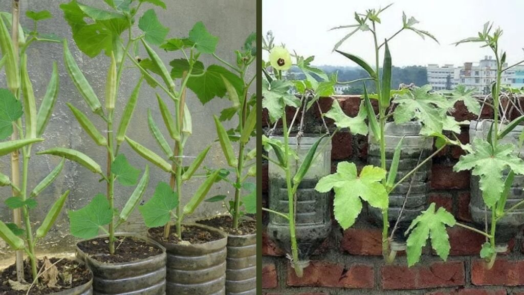 Growing Okra in Plastic Bottles for Big Harvests