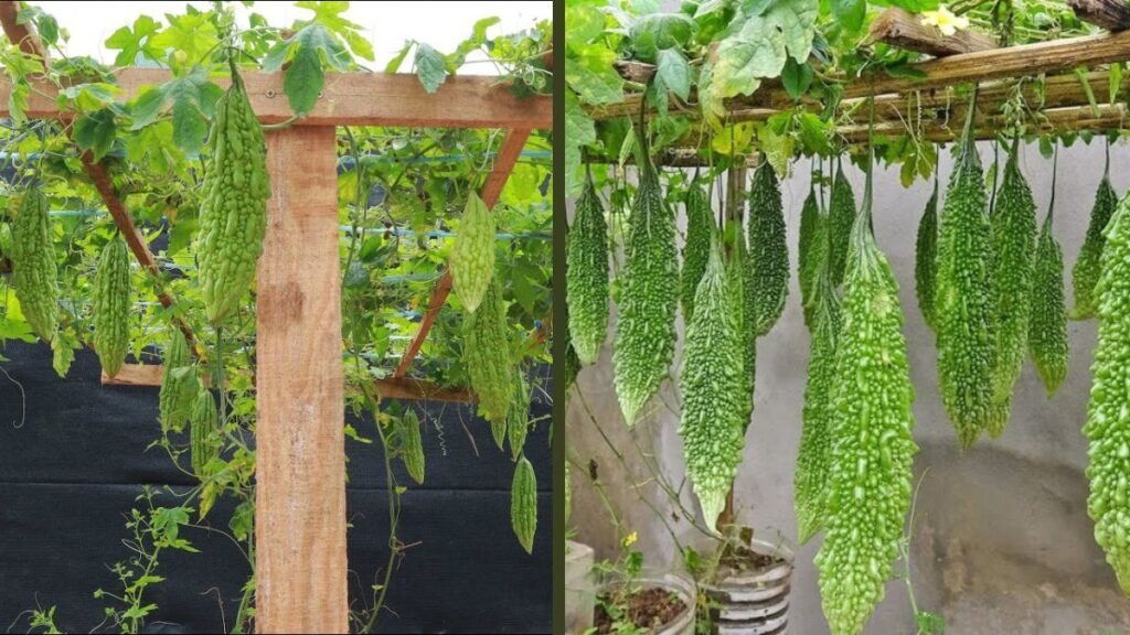 Grow Bitter Melon in Containers — Turn Your Rooftop into a Fresh and Productive Garden
