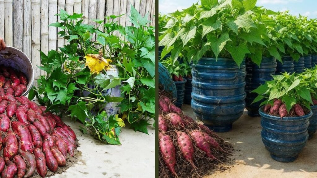 Grow Sweet Potatoes in Plastic Tubs on Balcony | Easy DIY High-Yield Method