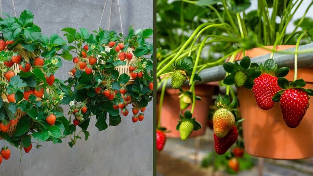 Hanging Tub Garden Hack for High Yield Strawberries