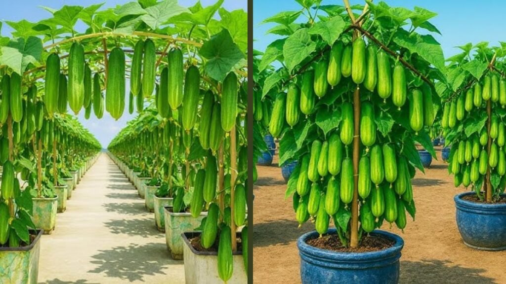 Grow Luffa in Plastic Tubs — No Garden Needed to Turn Your Home Green