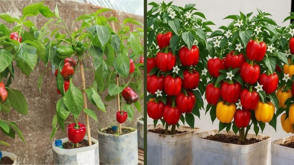DIY Rooftop Garden | Sweet Bell Peppers in Bottles