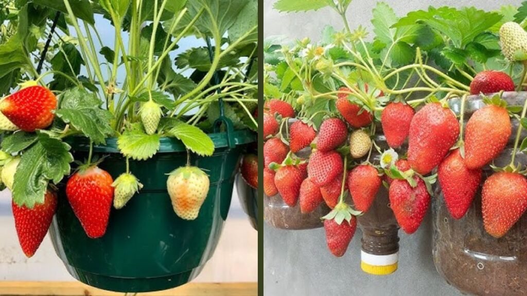 Eco-Friendly Hack: Hanging Tubs Full of Strawberries for Nonstop Harvest