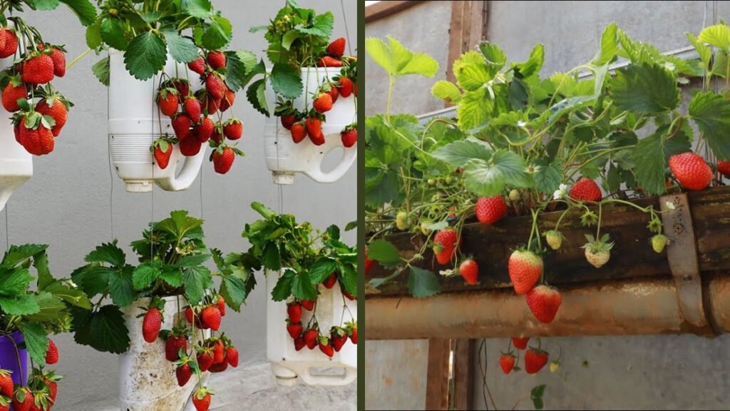 Eco-Friendly Hack: Grow Buckets of Juicy Strawberries in Hanging Tubs at Home