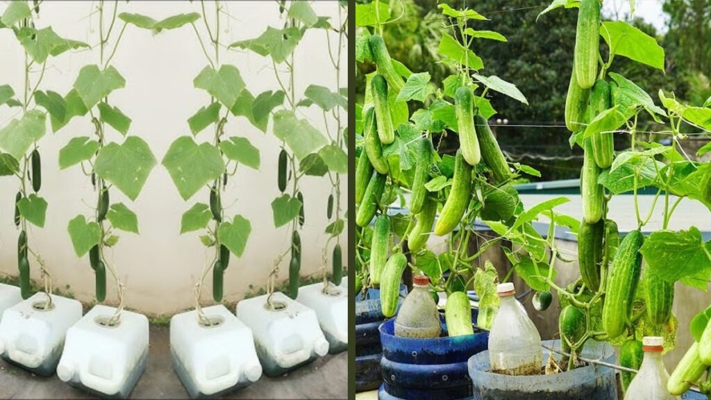Step-by-Step Instructions for Growing Cucumbers Hydroponically Using Recycled Plastic at Home
