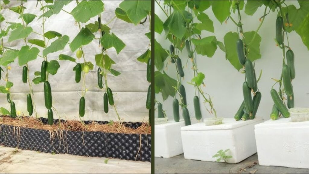 If You Want Your Homegrown Cucumbers to Produce a Lot of Fruit – Proven Expert Growing Secrets