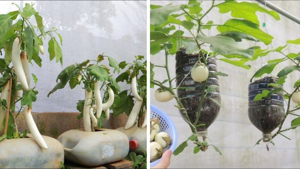 The Secret to Growing White Eggplant Using a Dropper Bottle – Surprisingly Easy and Highly Productive