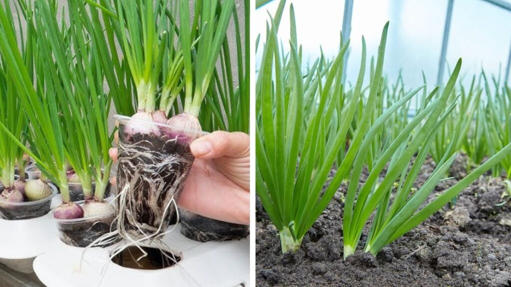 Growing Green Onions Is Super Easy If You Know This One Simple Trick – Fresh Greens All Year at Home