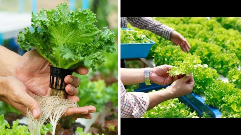 Growing Lettuce at Home Without Soil Is So Easy With This Smart Tip – Fresh Leaves in Weeks