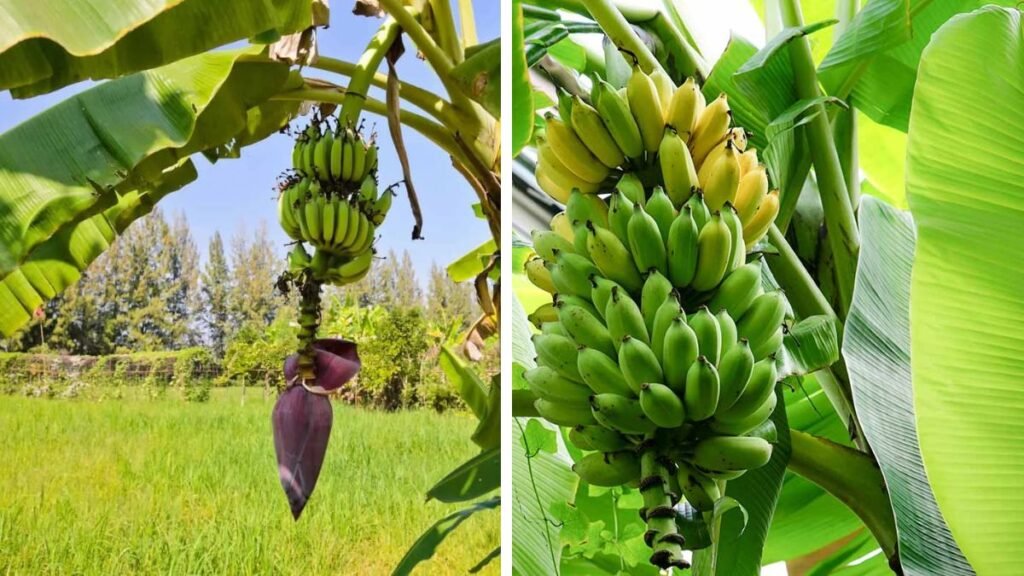 Make a Simple Tool to Prune Banana Plants So They Don’t Grow Back