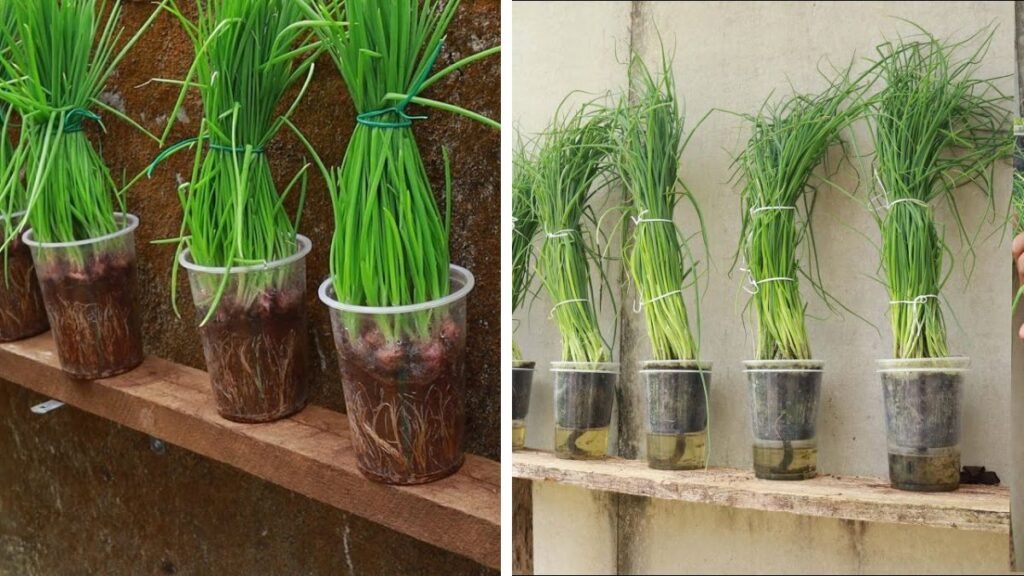 Secret to Growing Lush Green Onions from Seeds in Plastic Cups