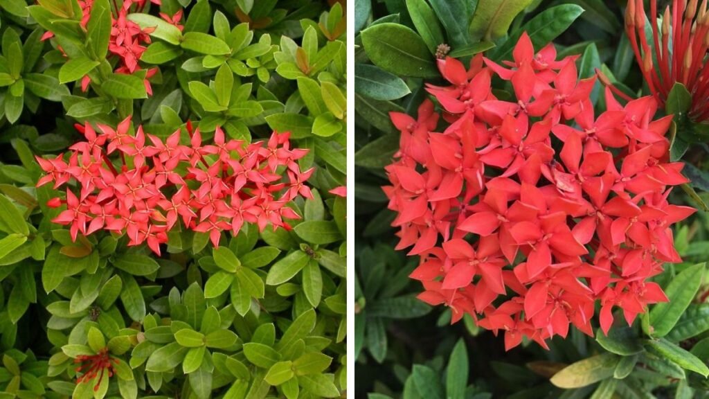 Discovering the Secrets to Thriving Ixora Borders in Full Sunlight