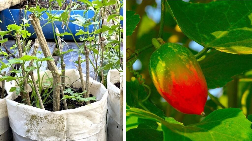 How to Successfully Grow Ivy Gourd From a Single Cutting in Your Garden