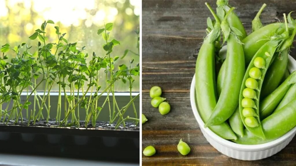 Simple Steps for Growing Peas in Containers at Home for a Sustainable Garden
