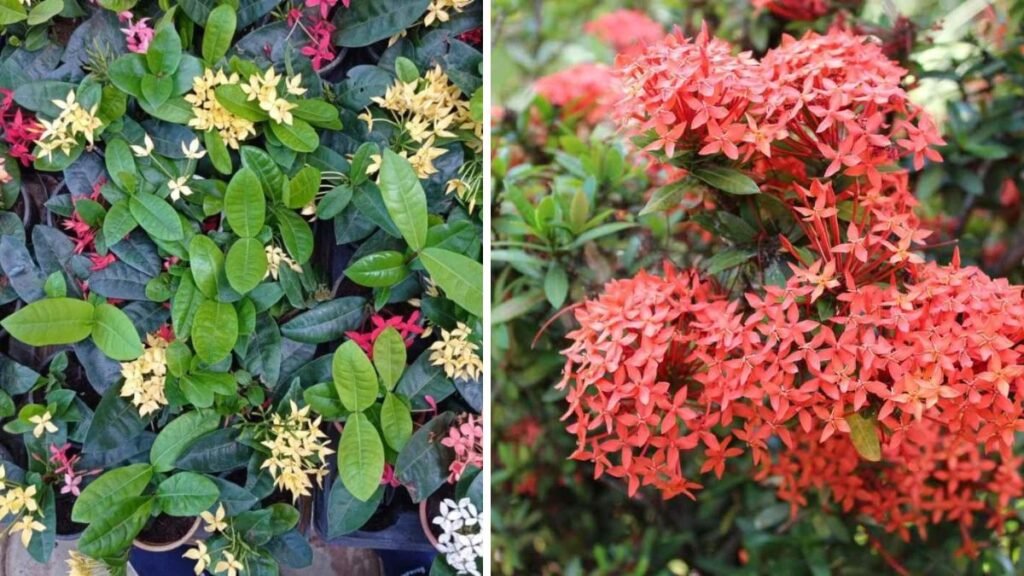 Best Practices for Cultivating Ixora as a Flourishing Flowering Hedge in Your Garden