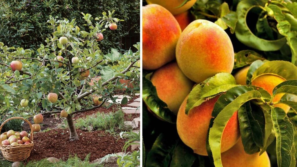 The Comprehensive Guide to Pruning Nectarine Trees for Maximum Yield and Health Benefits