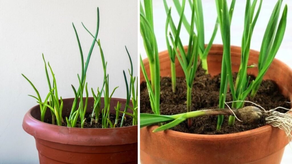 Discover the Simplest Way to Grow Garlic Indoors for Tasty Greens Throughout the Year