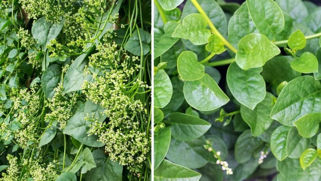The Ultimate Guide to Growing Malabar Spinach Vines Easily at Home for Beginners
