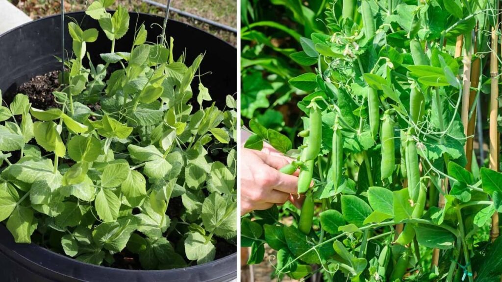 Simple Guide to Successfully Growing Peas in Containers with Ease