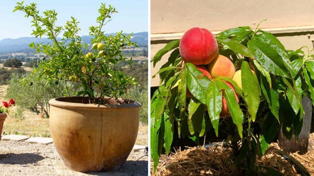 The Ultimate Guide to Growing Nectarines in Containers for Urban Gardens
